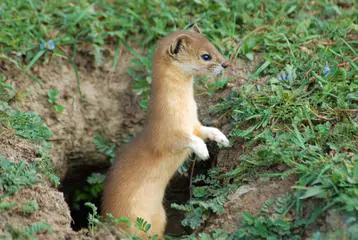 A mountain weasel going out from its home