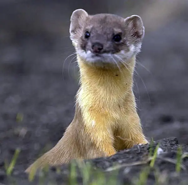 The Weasel often stops and takes a look around
