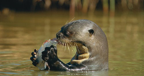 Giant Otter feeding on a fish