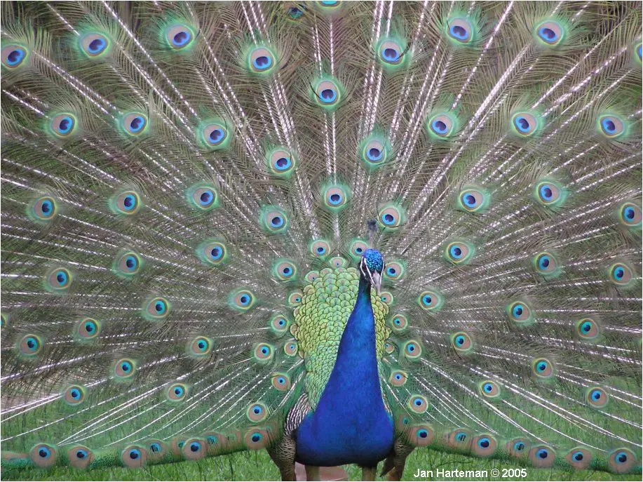 An Indian Peafowl male showing off his spectacular tail