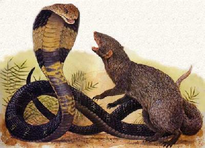 A depiction of a fight between a Mongoose and a cobra