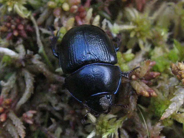pornikas Dor Beetle
