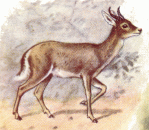 An artist's impression of the Mountain Reedbuck