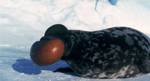 ronis Hooded Seal