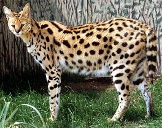 Serval's hind feet are very muscular, allowing the cat to jump as high as 3 metres