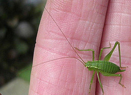 sienaz Great Green Bush cricket