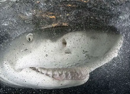 As all sharks, this species have impressing teeth, able rip apart almost any prey