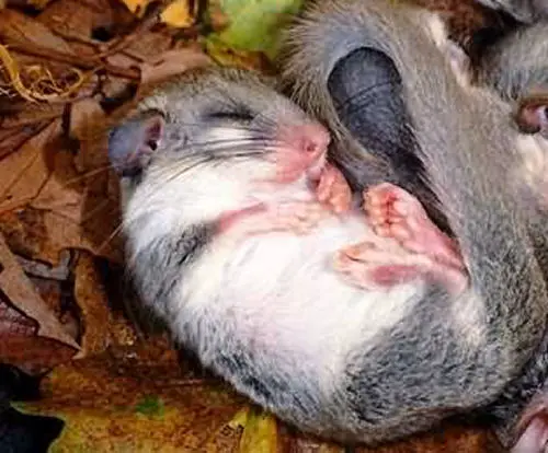 The Dormouse spends all winter sleeping in the den