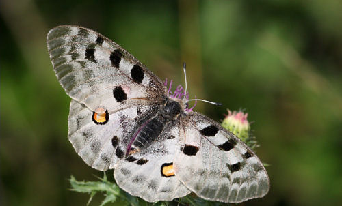 A mature Apollo Butterfly feeding on nectar
