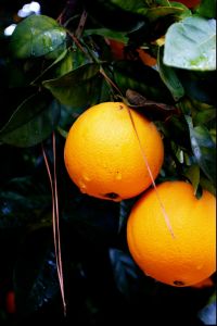 1168540 oranges Orange