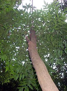 A young Flindersia xanthoxyla tree