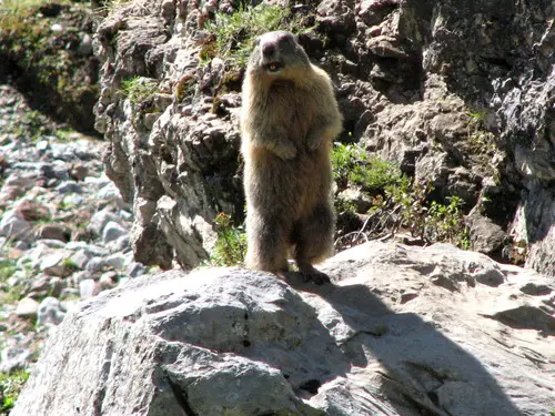 As many rodents, Alpine Marmots often scout the area by standing on hind feet