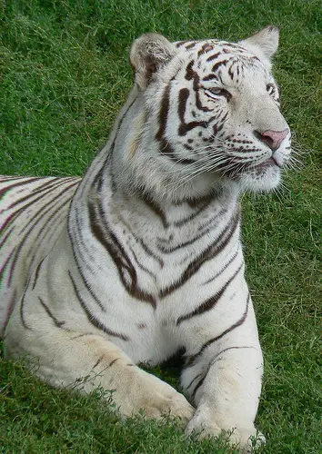 A majestic white tiger!