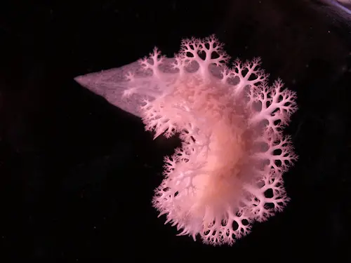 A pink nudibranch