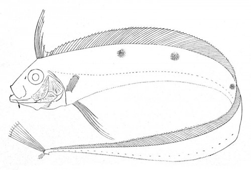 Drawing of a ribbonfish