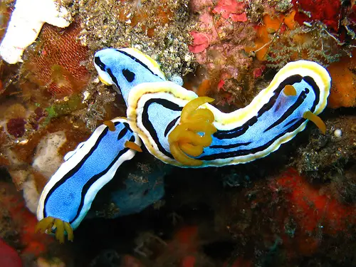 Nudibranchs are commonly called sea slugs