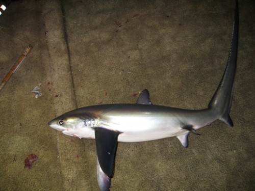 Alopias pelagicus e1281524497257 Pelagic Thresher Shark