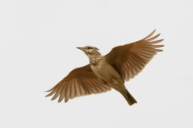 In flight, the Crested Lark looks more massive than when on the ground