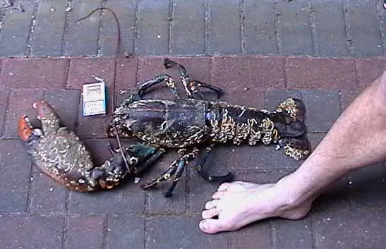 The largest lobster was caught near the shores of America - it was 80 cm long and weighed 15,5 kg