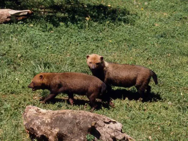 Bush Dogs are extremely social animals and they communicate with a variety of sounds
