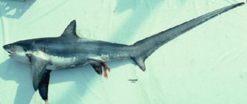 Common thresher sharks are recreationally fished
