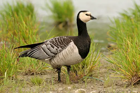 bp barnacle goose 2 280506 450 Barnacle Goose