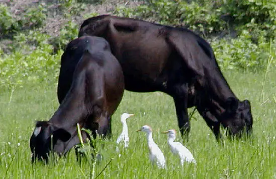 Cattle don't seem to mind the presence of Cattle Egrets