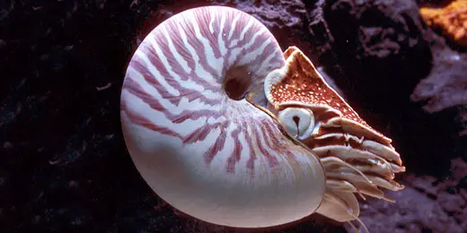 The stripes on the Nautilus' shell indicate the age of the specimen