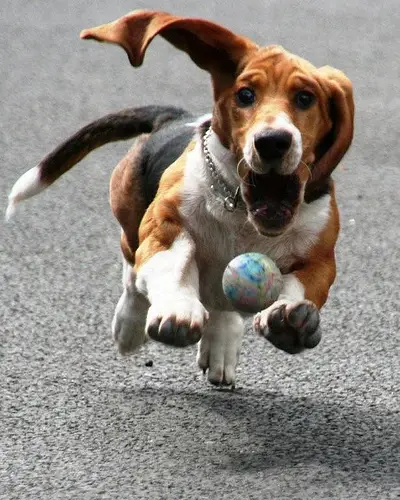 chasing ball Basset Hound