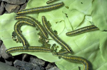At first, the caterpillars feed together, but later they become solitary
