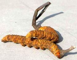 Cordyceps sinensis is used for a variety of health reasons