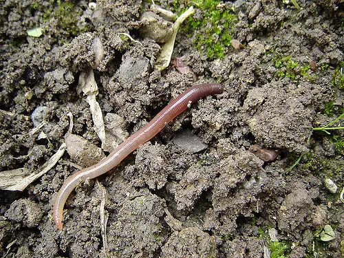 earthworm Earthworm