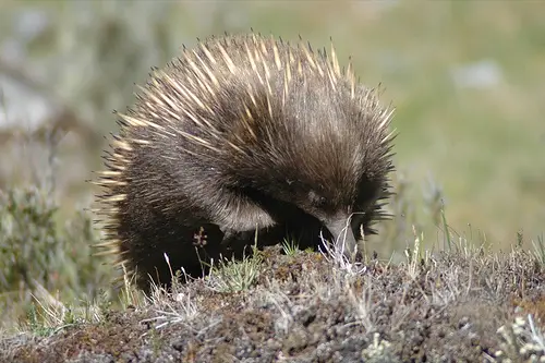 A short-beaked echidna in the wild