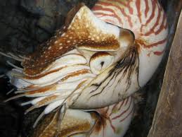 Despite being quite large, the Nautilus' eyes are poorly developed and are not much of a help when looking for food