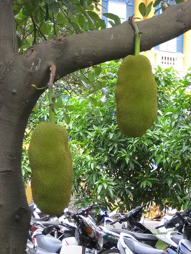 jackfruit tree1 Jackfruit