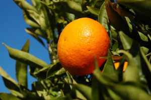 mandarin tree Mandarin Orange