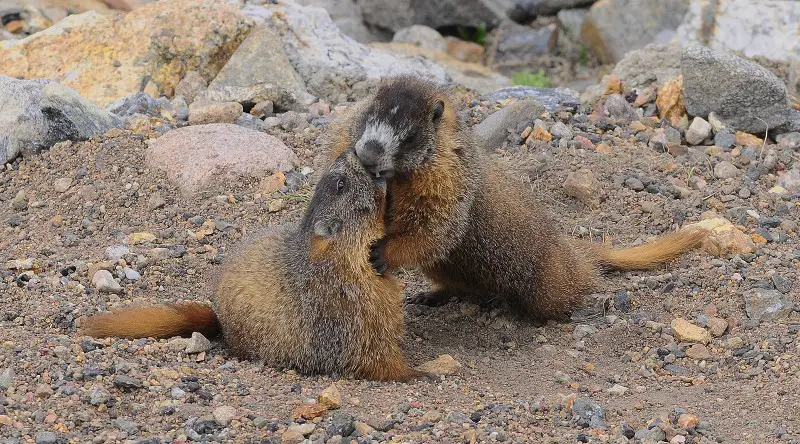 Two Alpine Marmots playing