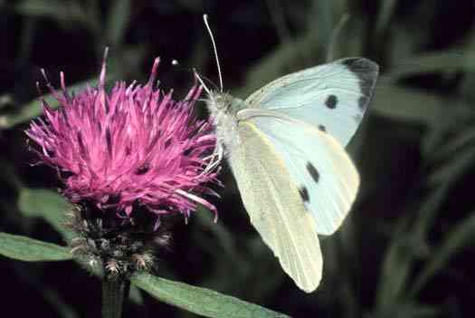 Mature Cabbage Butterflies are relatively harmless, as they feed solely on nectar