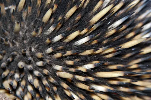 Echidnas are famous for their spines