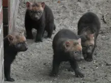 Young Bush Dogs are fairly darker than their parents