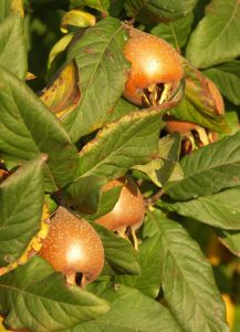 Loquats are used in alternative medicine