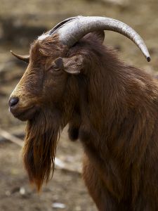 1143761 portrait of a goat Goat