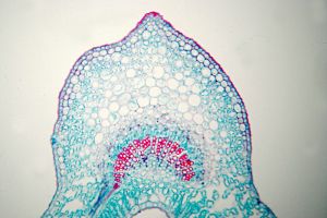 A microscopic cross-section view of jasmine leaf
