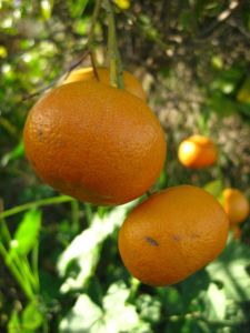 1154476 tangerine Tangerine