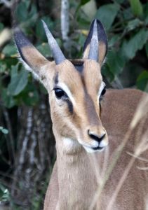1181886 impala rooibok males 4 Antelope
