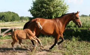 A horse family!