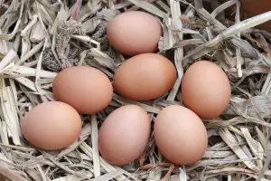 Eggs in a straw nest