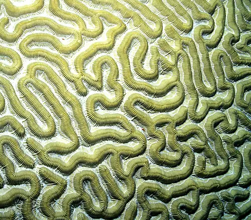 The grooves of a brain coral