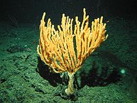 200px Isidella tentaculum Bamboo Coral