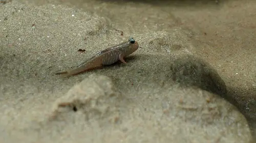 The mudskipper is a type of goby